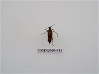 藏品(金毛花天牛)的圖片